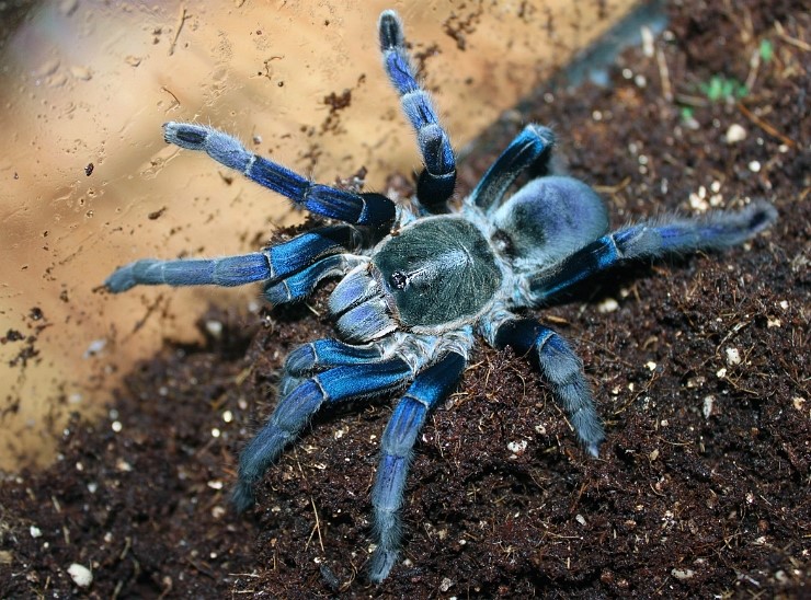 코발트 블루(Haplopelma lividum) : 네이버 블로그