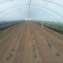 광록농원 무농약 감자 재배