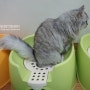 고양이 화장실 - 리첼 좌변기 절약형 모래화장실