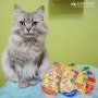 고양이주식캔 미유믹스 리얼 & 토퍼 시리즈