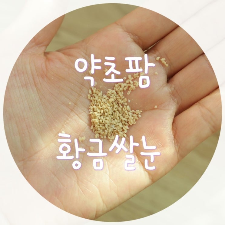 쌀눈 효능/약초팜 황금쌀눈 강추! : 네이버 블로그