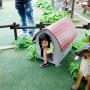 일산 원마운트 몬몬미어캣 동물사파리 아이들이 정말 좋아해요 : )