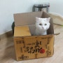 고양이는 왜 상자를 좋아할까요?