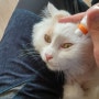결막염 치료받는 고양이의 하루