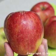 맛있는 사과 = 아삭아삭 달콤해서 맛있는 초록마을 유기농 순수 사과 ♡