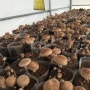 표고버섯 재배 체험 [표고배지]