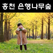 가을 여행 _ 홍천 은행나무숲 (2015년 10월 8일 단풍여행)