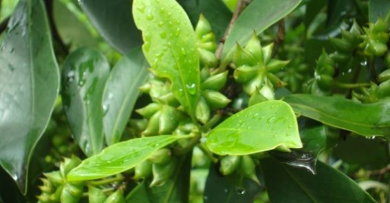 [약선도가]팔각회향(八角茴香 illicium verum Hook)팔각회향 효능/팔각회향 부작용/팔각회향의 성미와 효능 : 네이버 블로그