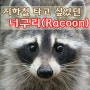 지하철역에 너구리가 나타났어요~ 너구리 라면 말고...진짜 너구리-Raccoon-요~!! 지하철을 타고 싶어했던 너구리를 월드컵경기장역에서 봤어요~