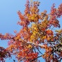 울산 단풍 문수경기장 마로니에 낙엽 산책길