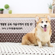 동물매개활동 교육 서울시에서 모집 중!