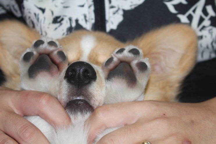 강아지가 발을 핥아요 -강아지습진을 조심해 주세요 : 네이버 블로그