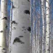 The Birches(자작나무) - by Robert Frost [interpreted by Riverhunter]