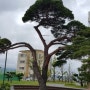 영해 중고등학교 소나무
