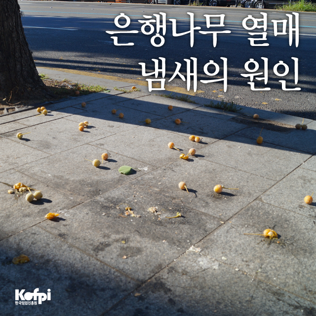 은행나무 암수구별법과 열매 냄새의 이유는? : 네이버 블로그 은행나무 암수구별법과 열매 냄새의 이유는? : 네이버 블로그