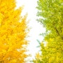 안성 은행나무길, 11월 가을 안성 보개면 가볼만한 곳 은행나무 길