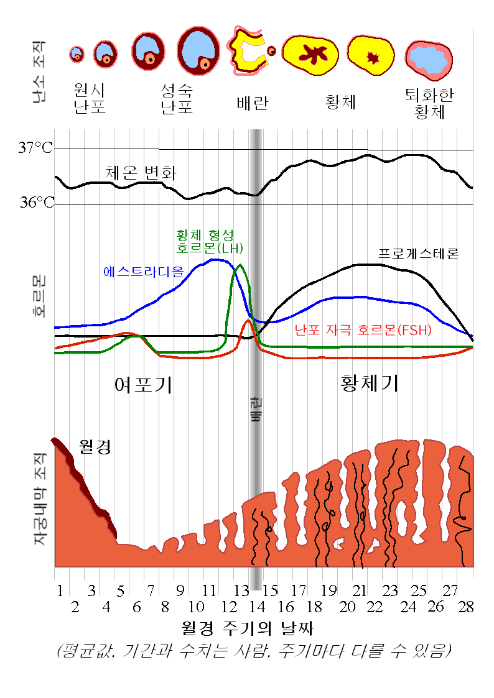 생리주기 - 증식기, 배란기, 황체기, 월경기 / 진해산부인과 : 네이버 블로그