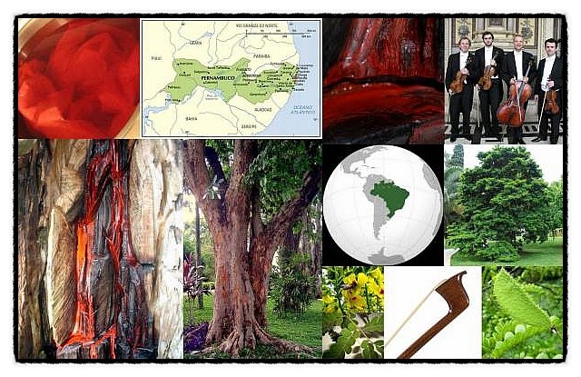 브라질 나무, Brazil wood : 네이버 블로그