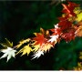 (사진) 가을 단풍나무 아래에서 - "어떨 때 가장 이뻐 보이니!!"