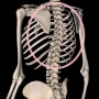 허리통증있으신분 GFA 흉추(thoracic) 가동성 스트레칭으로 요통 예방하세요!