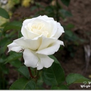하얀 장미의 꽃말은 무엇일까요?