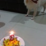 강아지케이크만들기- 스피츠몽이 3번째 생일