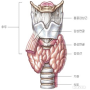 갑상선암치료 (갑상선암예방법)