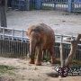 서울대공원 젊은 코끼리