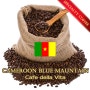 카메룬 블루마운틴 출시 Cameroon Blue Mountain