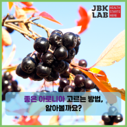 좋은 아로니아 고르는 방법, 알아볼까요?