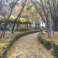 우산각어린이공원에서 본 가을 낙엽.
