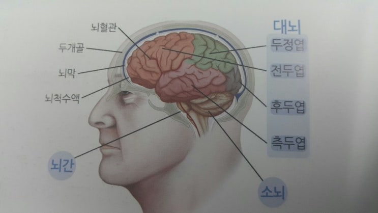 뇌혈관의 구조와 뇌졸중의 종류 : 네이버 블로그