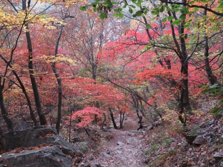 가을 단풍 풍경 한강 큰고니 백조 / 멀리서 빈다 나태주 : 네이버 블로그