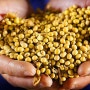 미국, Non-GMO 콩·옥수수으로 생산 전환 진행