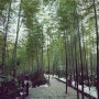 (중국/우시) 우시 근교 : 대나무숲을 거닐다, 남산죽해 南山竹海