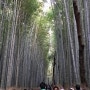 일본 교토 대나무숲길 바람의 언덕에서 #송여원