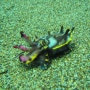 FlamBoyant Cuttlefish 불꽃갑오징어 (두마게티 헤롤드 다이빙샵 다윈포인트에서)