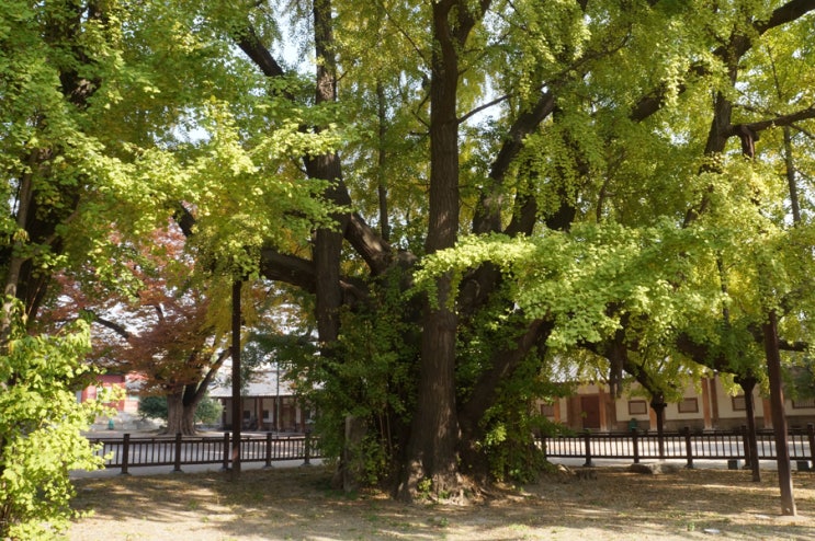 【 서울 】은행나무 … ( 3 ) 문묘 은행나무 ( 천연기념물...