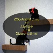 ZOO Animal Clinic 4층 고양이전용층 반려견스튜디오 디카펫 ZOO동물병원