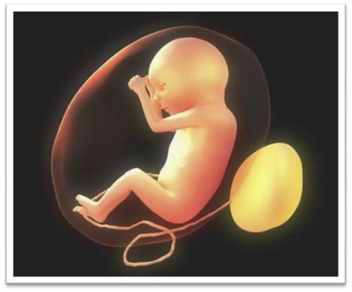 태아 성장과정 :: 3주 ~ 20주까지 알아봤어요 : 네이버 블로그