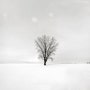비에이의 겨울, 철학의 나무