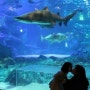 [해운대-수족관]'SEA LIFE 아쿠아리움' 해양생물과 스폰지밥이 함께하는 수족관