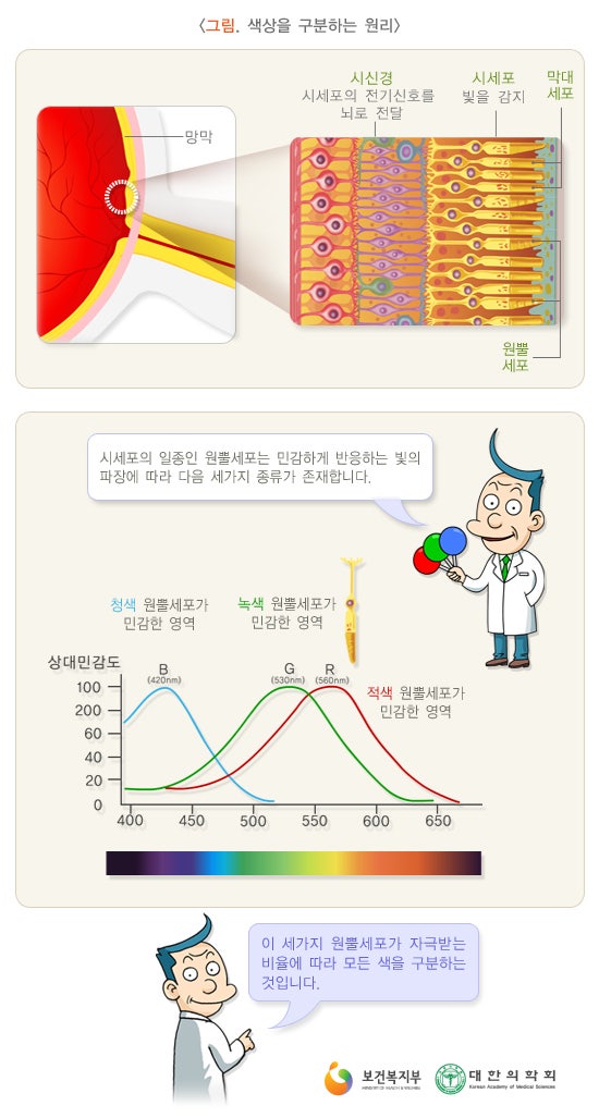 색각이상/색맹이란? 색맹 증상/색맹 검사/색맹 유전/색맹 치료 : 네이버 블로그