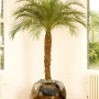 [공기정화식물] 피닉스야자(Dwarf date palm)