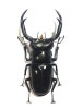 Rhaetus westwoodi kazumiae Nagai, 2000 - 웨스트우디 굽은턱사슴벌레 : 네이버 블로그