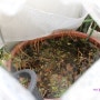 연꽃 옥상에서 월동하기 : 고무다라에 설치한 간이 비닐하우스