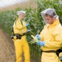 GM작물 재배 금지 국가 38개국으로 늘어나