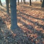 스트로브 잦나무 숲의 겨울아침풍경