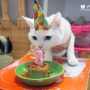[나의 고양이들] 은별 (3살 생일)