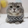 나나뽀야하이 별고양이네 고양이옷수면조끼 촬영!